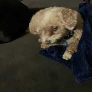 Meet your Posher, Rafael